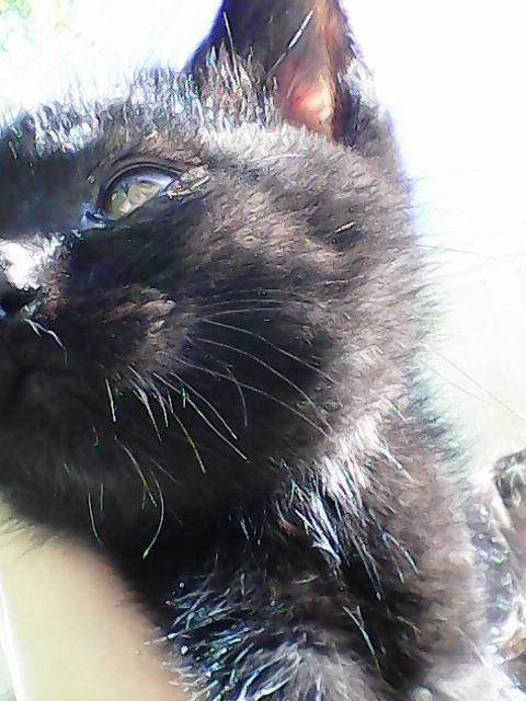Coal - Mâle (4 mois)