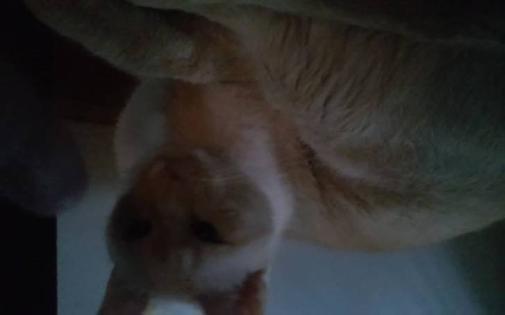Snowflake - Mâle (3 ans)