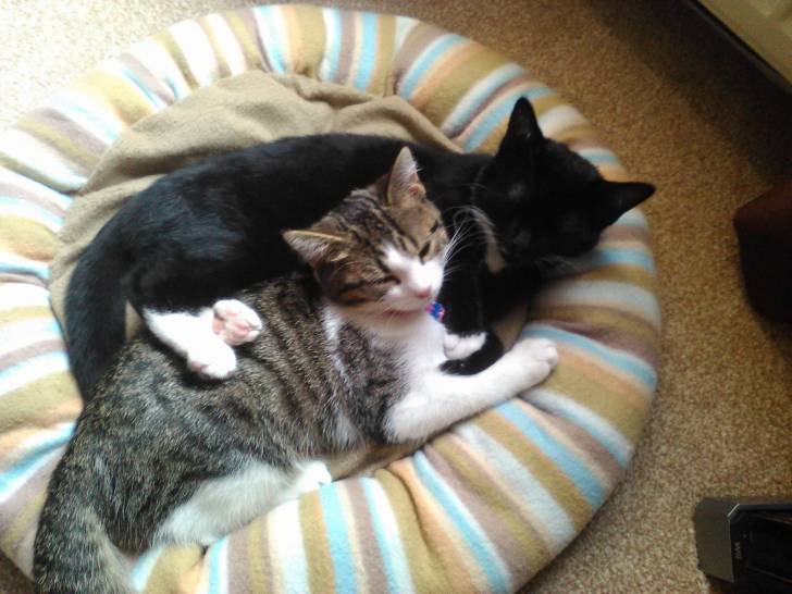 Midnight trouble and Mischief - (5 mois)