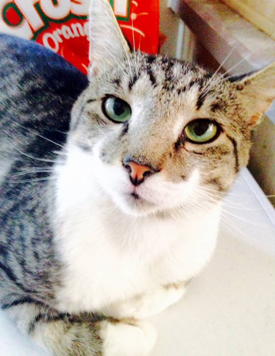 Stark - Mâle (2 ans)