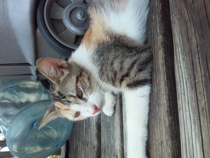 Gypsy - (11 mois)