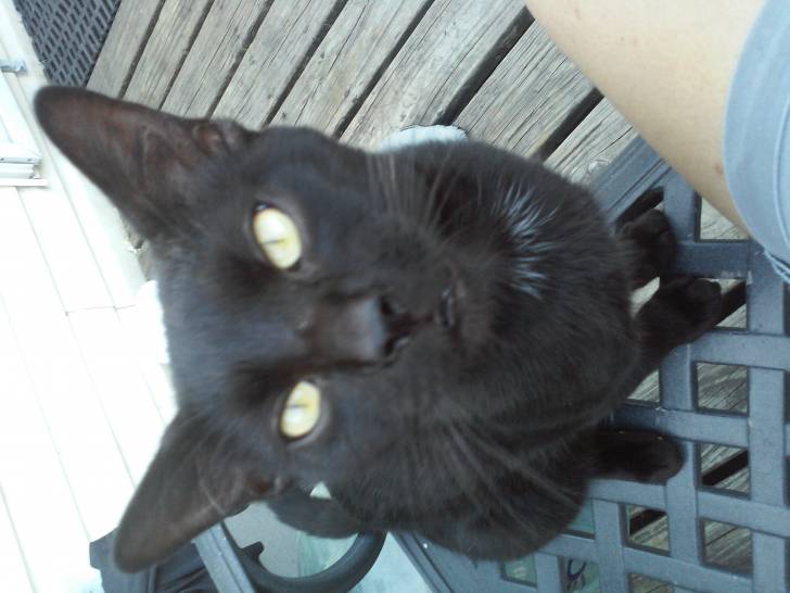 Houdini - Mâle (2 ans)
