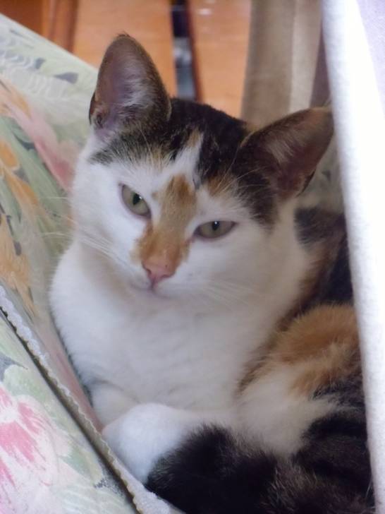 Tiger - (5 ans)