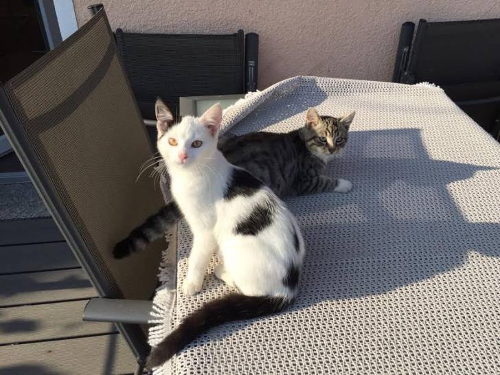 Tiger und Pünktchen -