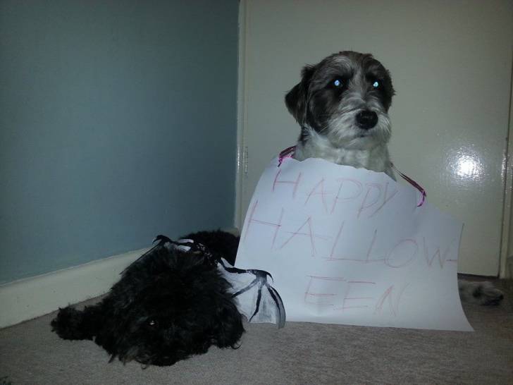 Happy Halloween! - Mâle