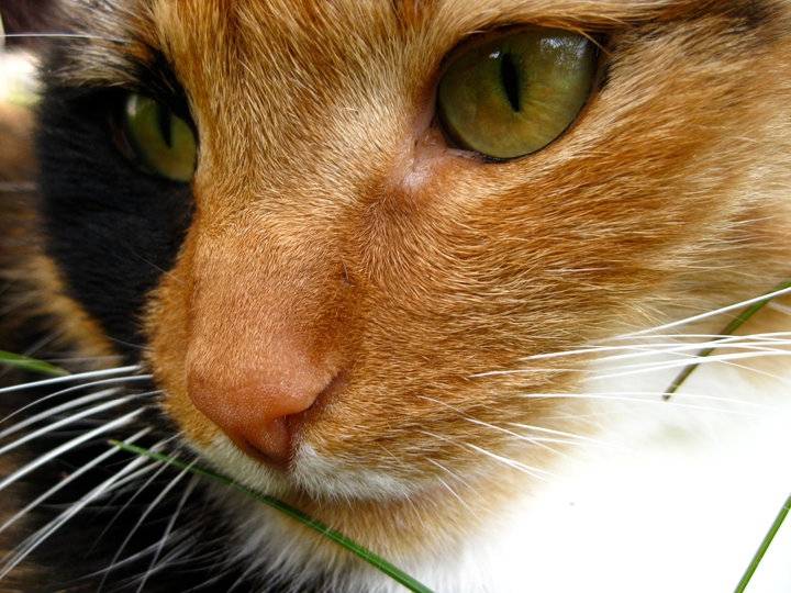 sushi - (7 ans)