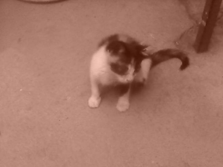 Chirrin -