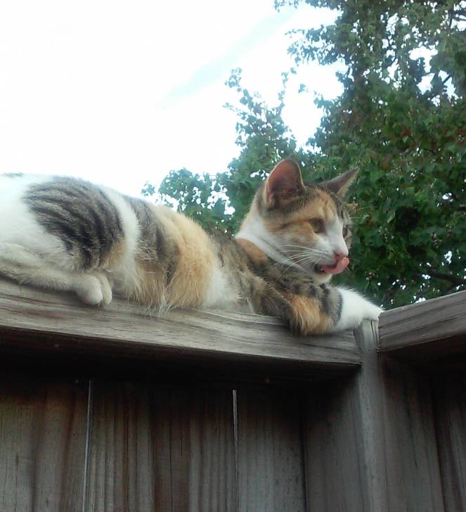 Gypsy - (6 mois)