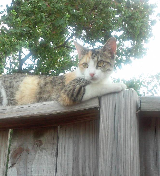 Gypsy - (6 mois)