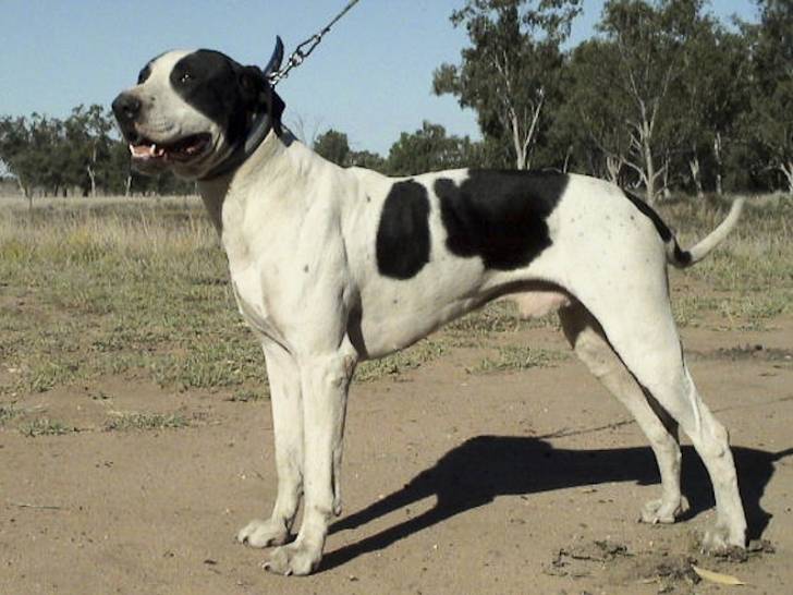 Diablo - Mâle (6 ans)