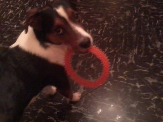 Turing ^^ - Mâle (8 mois)