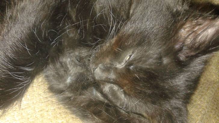 Hunter - Mâle (11 mois)