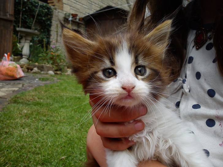 Kimba - Mâle (2 mois)
