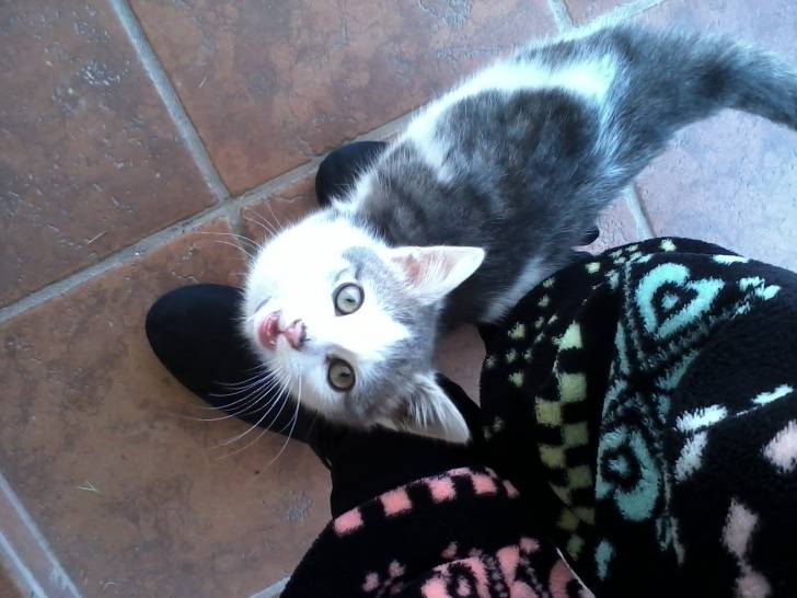 Tango - Mâle (6 mois)