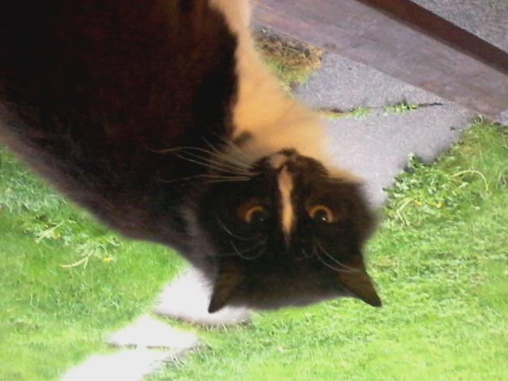 Kat/Gato Loca - (6 ans)