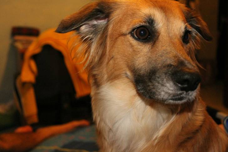 hozermite - (3 ans)