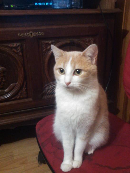 Nougat - (2 ans)