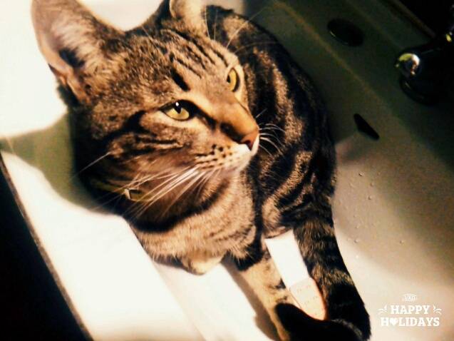 Patch - Mâle (2 ans)