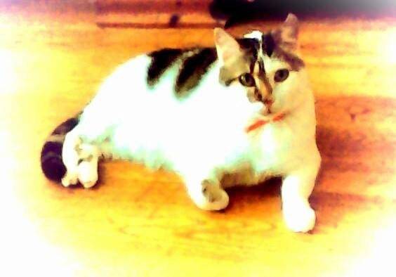 Pastille - (7 ans)