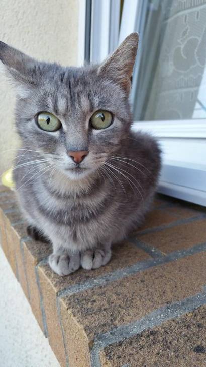 Grisette - (4 ans)