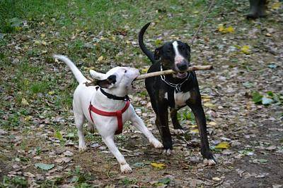 Kihyun et Gaspar - Mâle (3 ans)