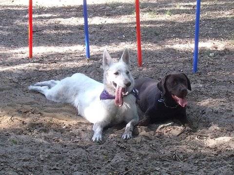 Hito et Vic - Mâle (7 ans)