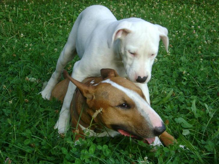 Lowan et Fiona - (11 mois)