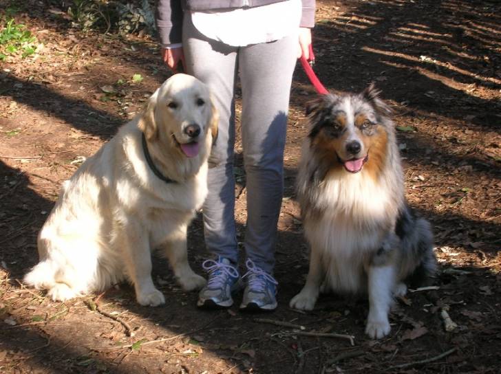 Maya et Eliot - Mâle (8 ans)