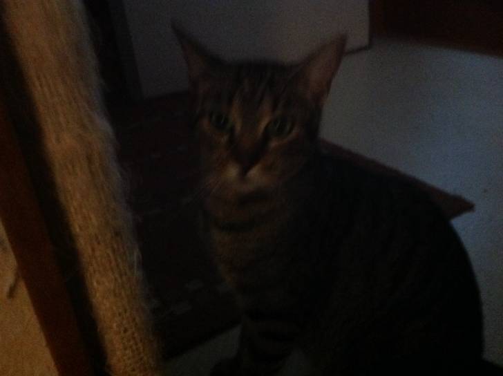Meyko - (2 ans)