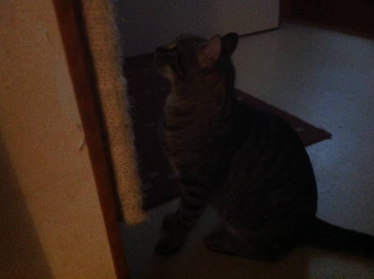 Meyko - (2 ans)