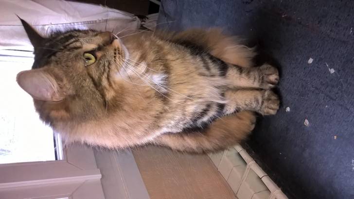 Pirate - Mâle (2 ans)