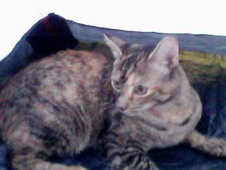 nina - (1 an)