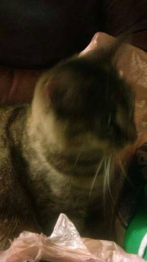 Cuddles - (3 ans)