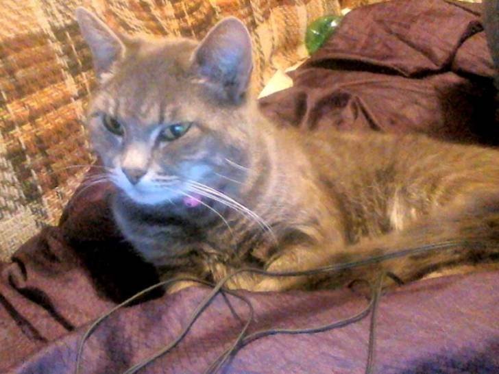 Rosybell - (6 ans)