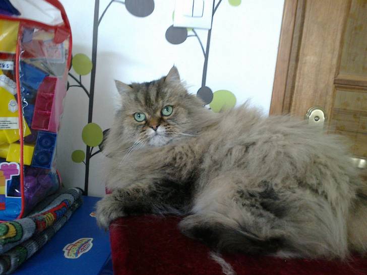Chouchou - Mâle (11 ans)