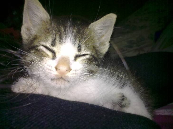 Mike - Mâle (2 ans)