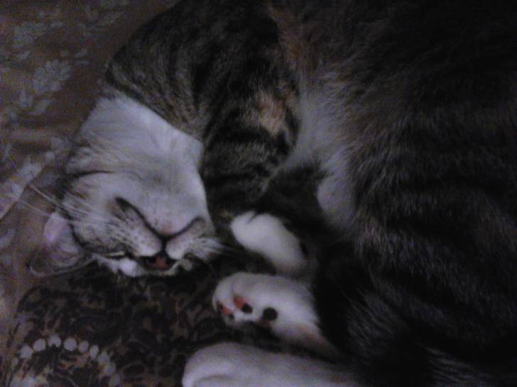 Brandy - (2 ans)