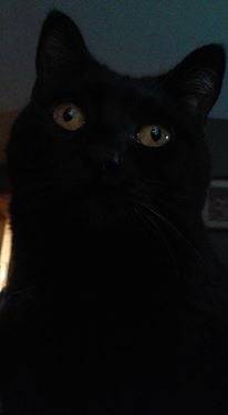 Midnight - (6 ans)