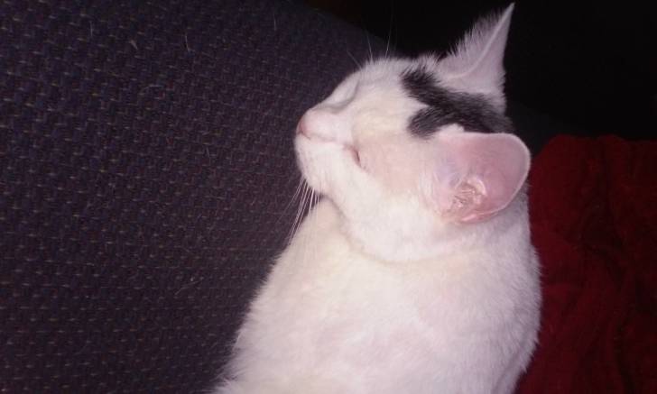 Milkshake - (11 mois)