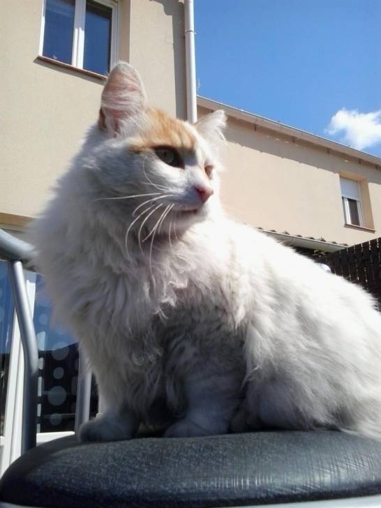 Chips - Mâle (4 ans)