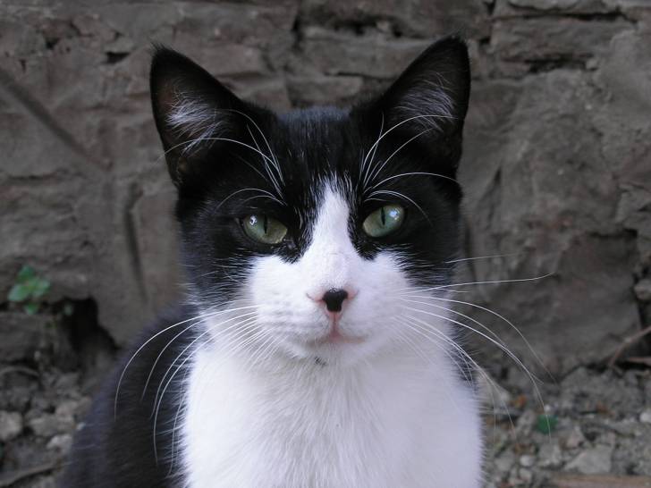 Tommy - Mâle (5 mois)