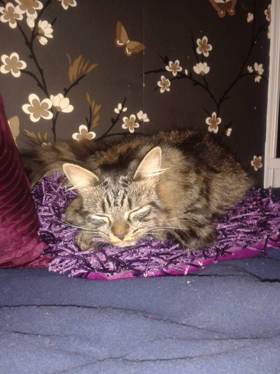 Gizmo - Mâle (3 ans)