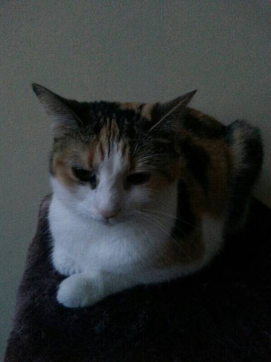 Rose - (2 ans)