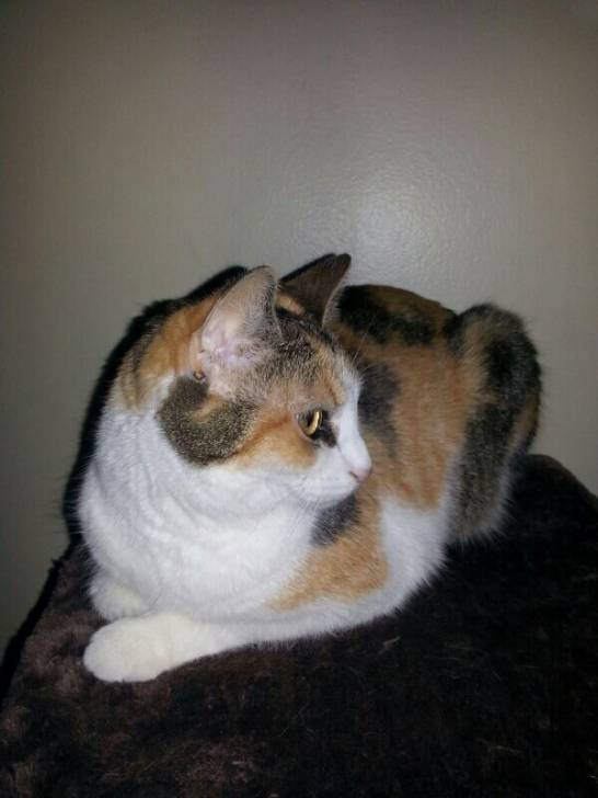 Rose - (2 ans)