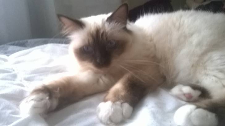 Ippy ( Sacré de Birmanie) - Mâle (2 ans)