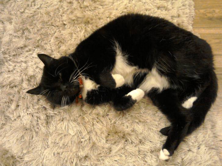 Bumble - (8 ans)