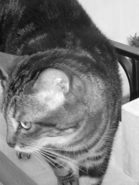 Mity en noire et blanc -