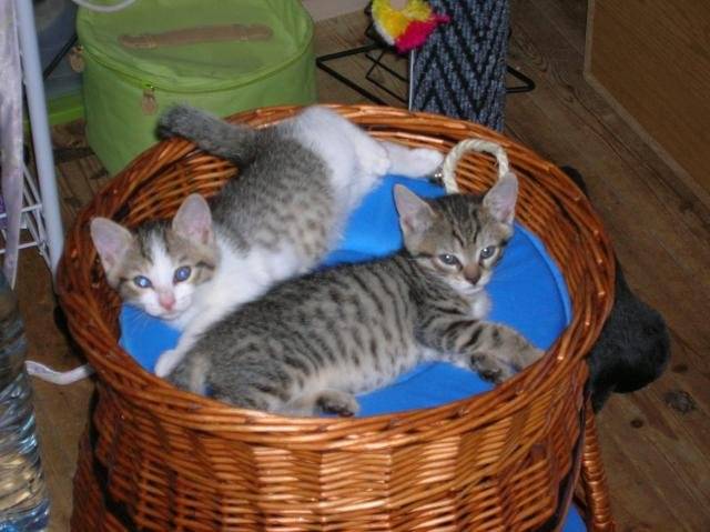 cartoon et cooki -