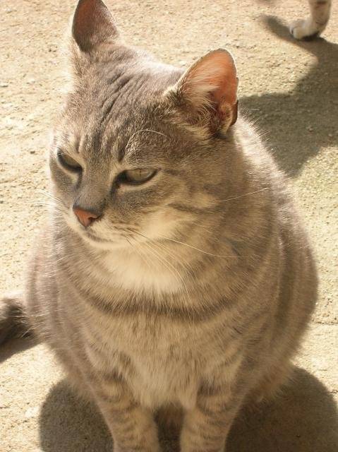 romeo -