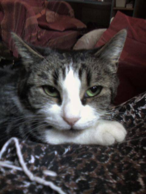 pupuce -
